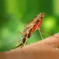 Mosquito